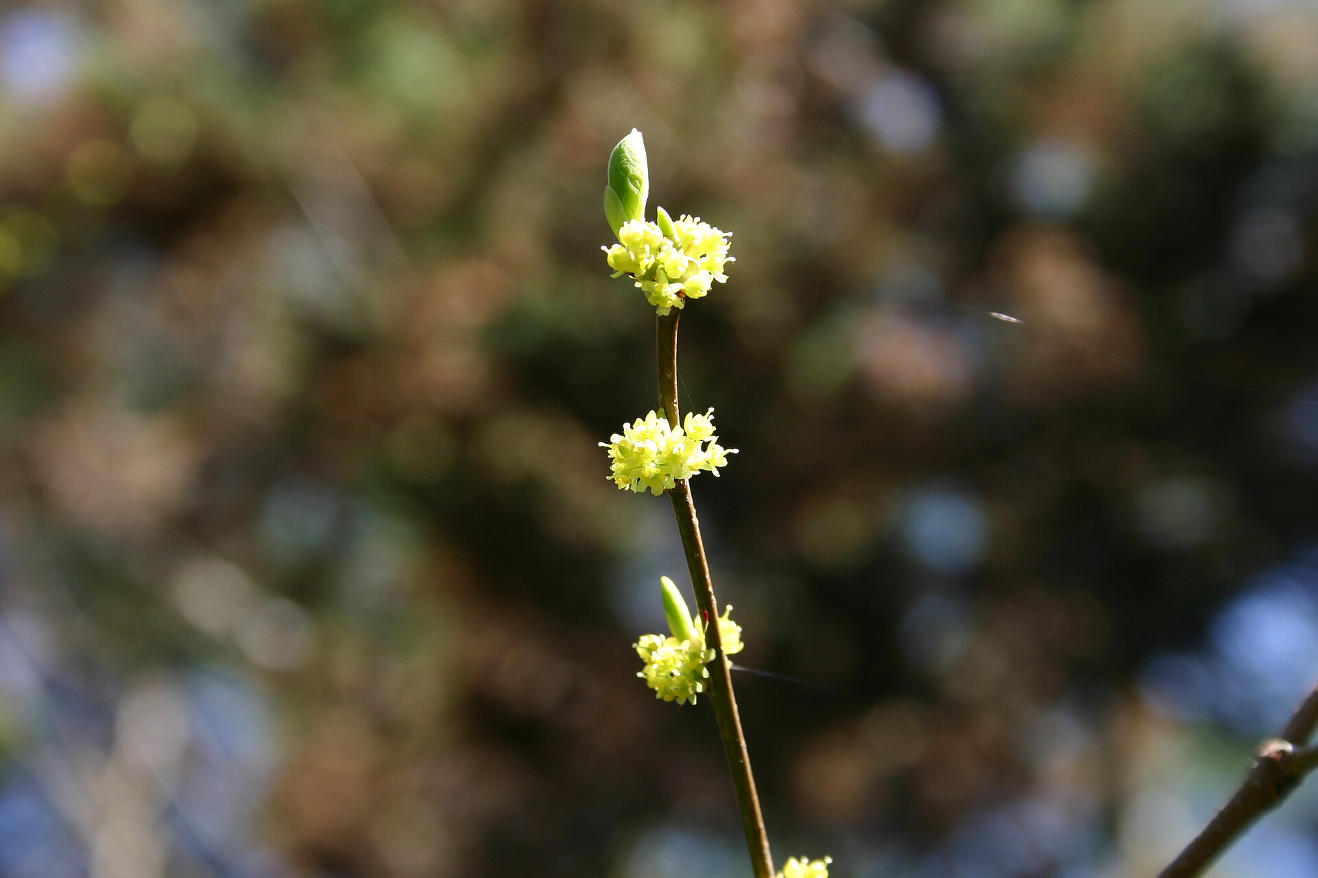 Spicebush yellow flowers clustered along bare branches in early spring
