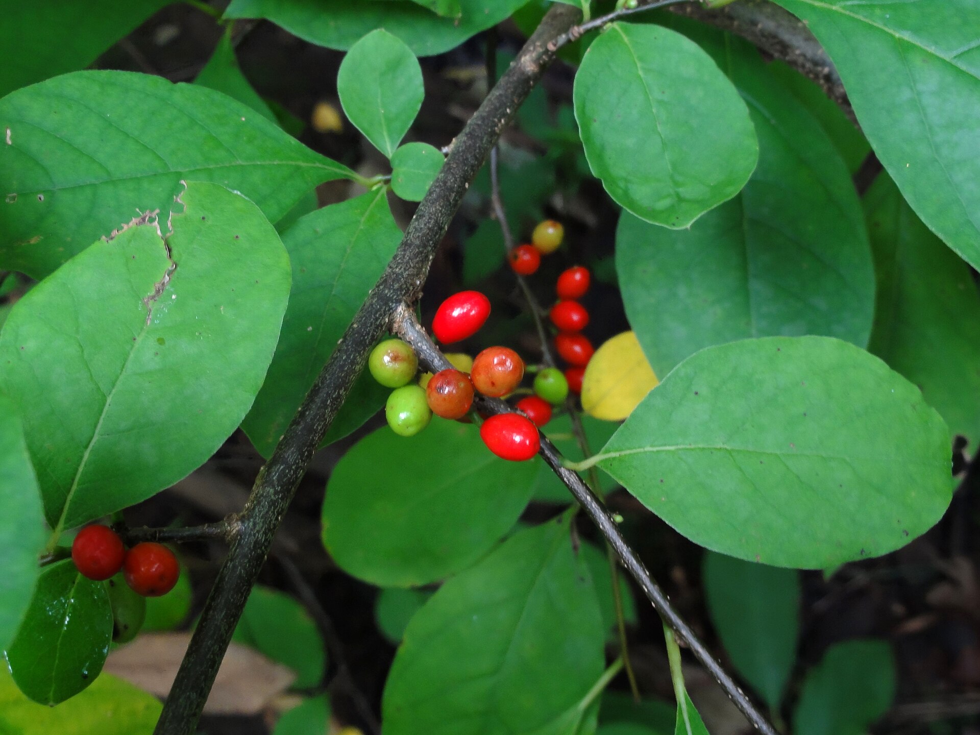 Bright red spicebush berries on the branch in fall