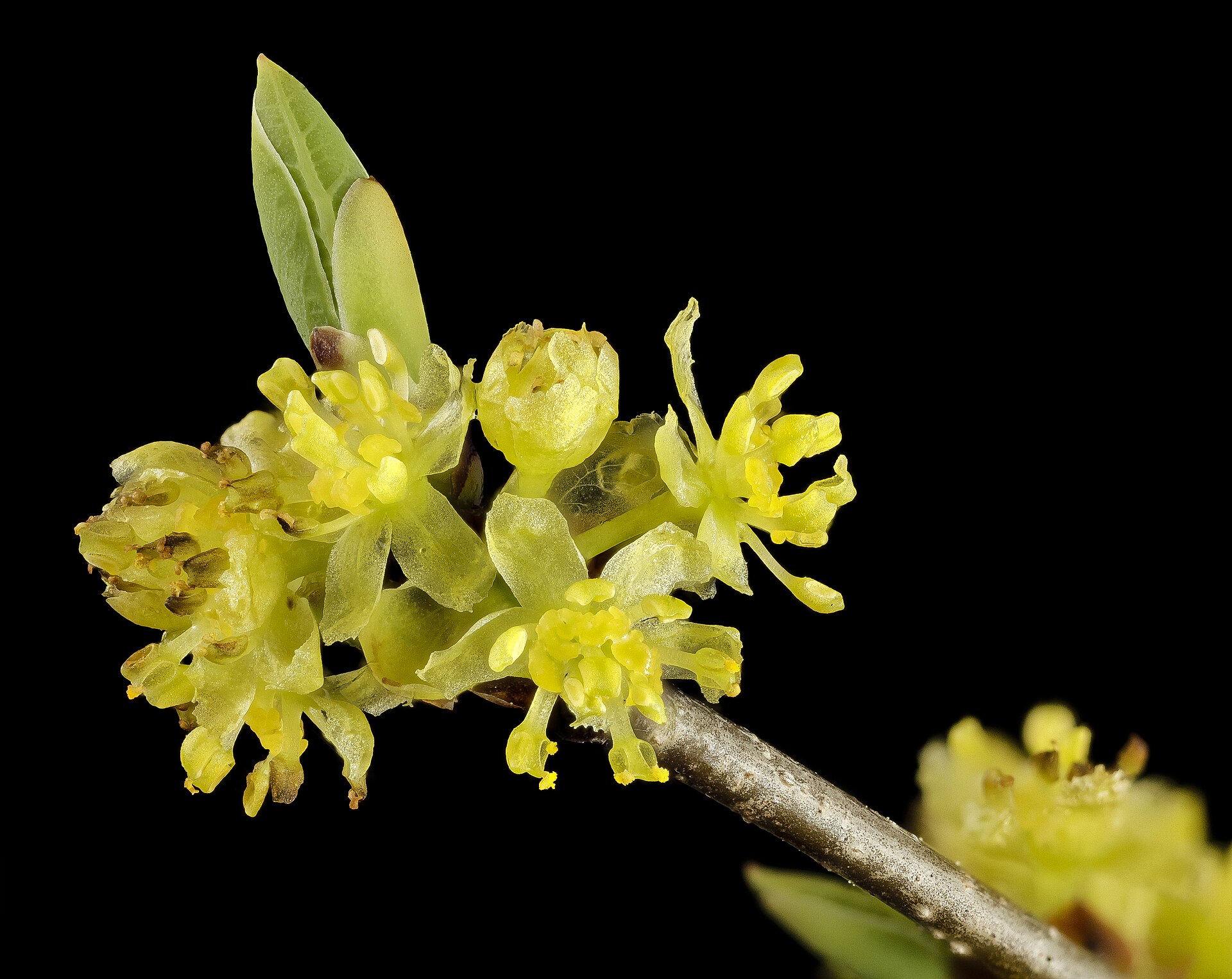 Spicebush leaves in spring, showing alternate arrangement and smooth margins